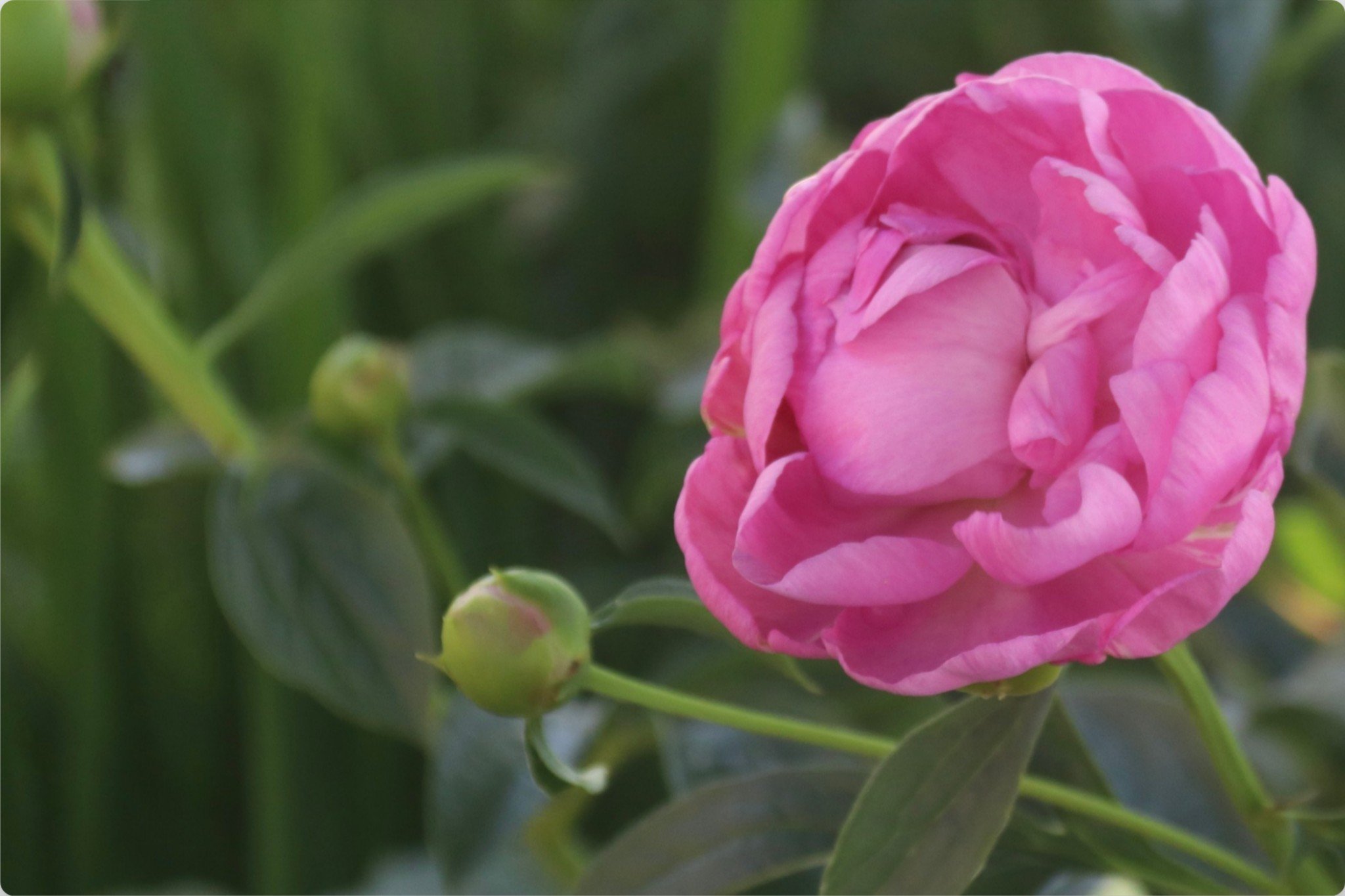 peony pop up