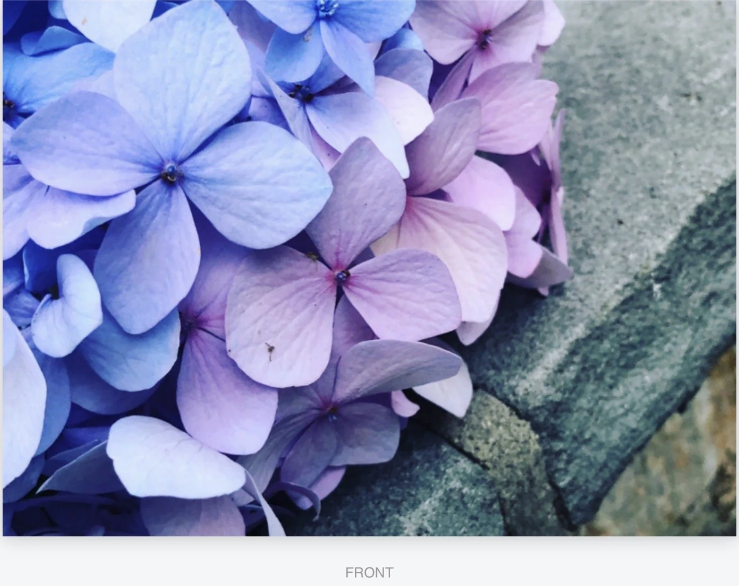 Hydrangea 5 x 7 Note Cards
