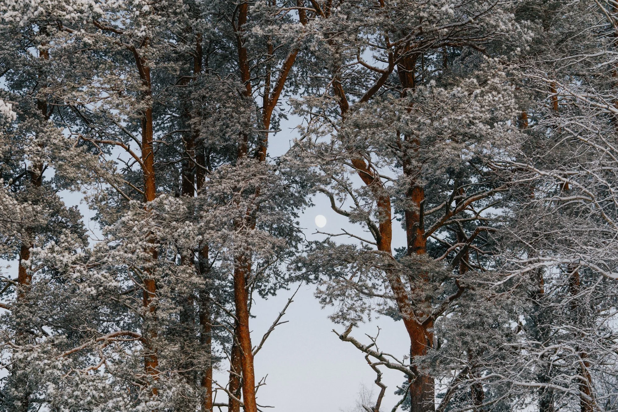 RPF_31dec25_Walk Elvira_(70-200mm)-93.jpg