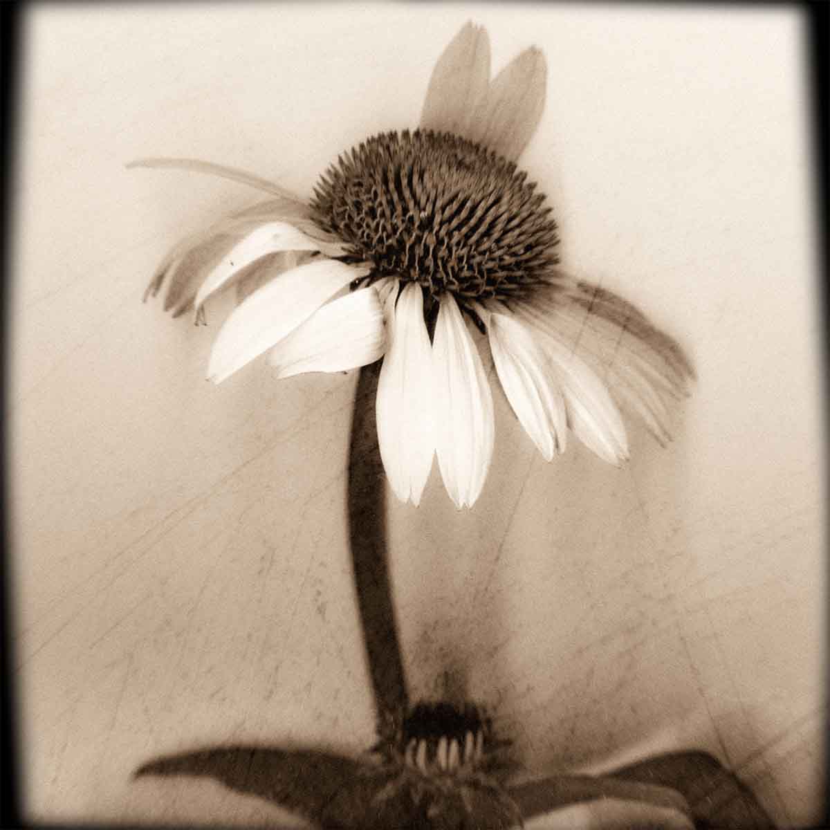 coneflower.jpg