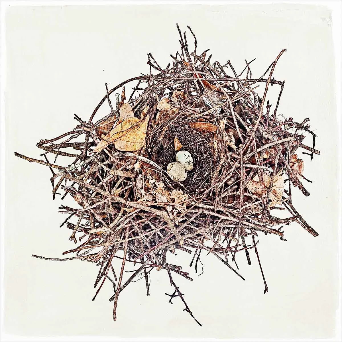 nest-#09.jpg