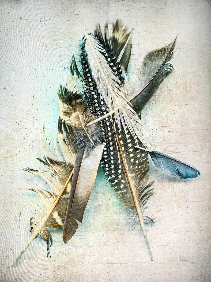 feather030(1200px).jpg