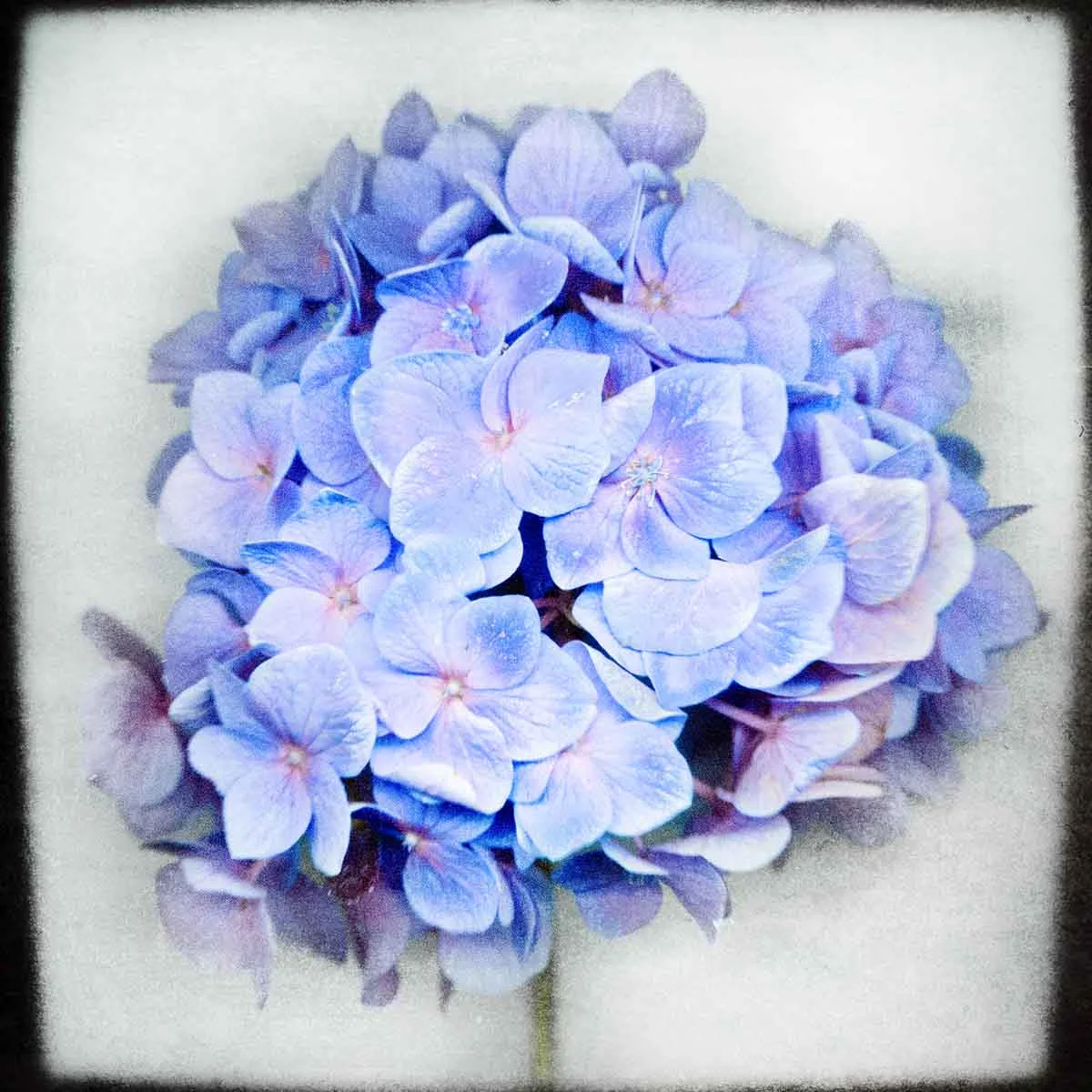 blue-hydrangea.jpg