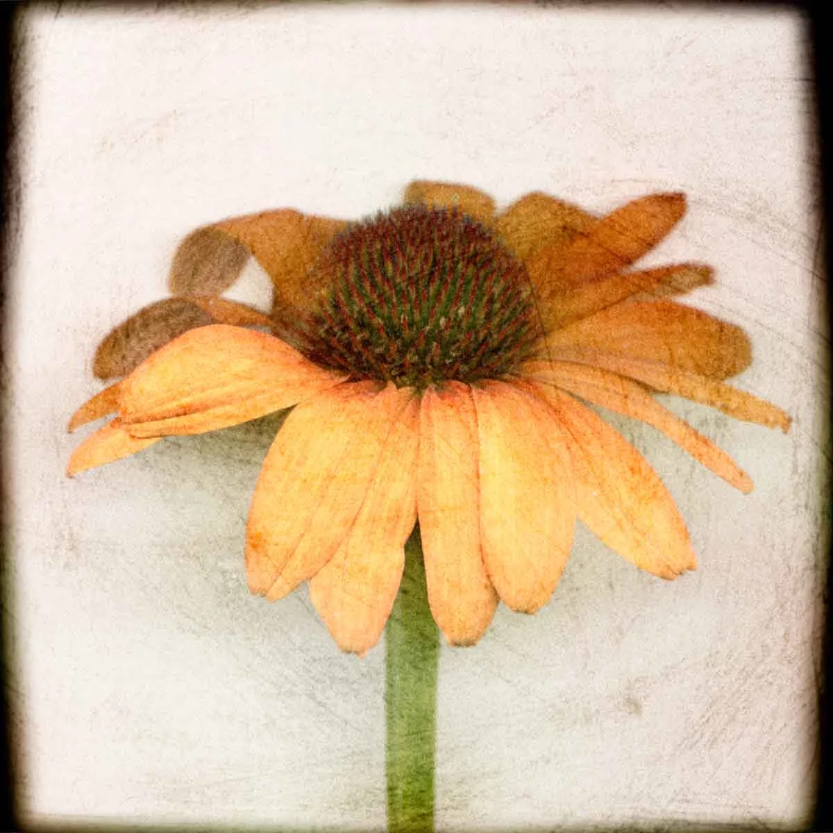 orange-coneflower.jpg