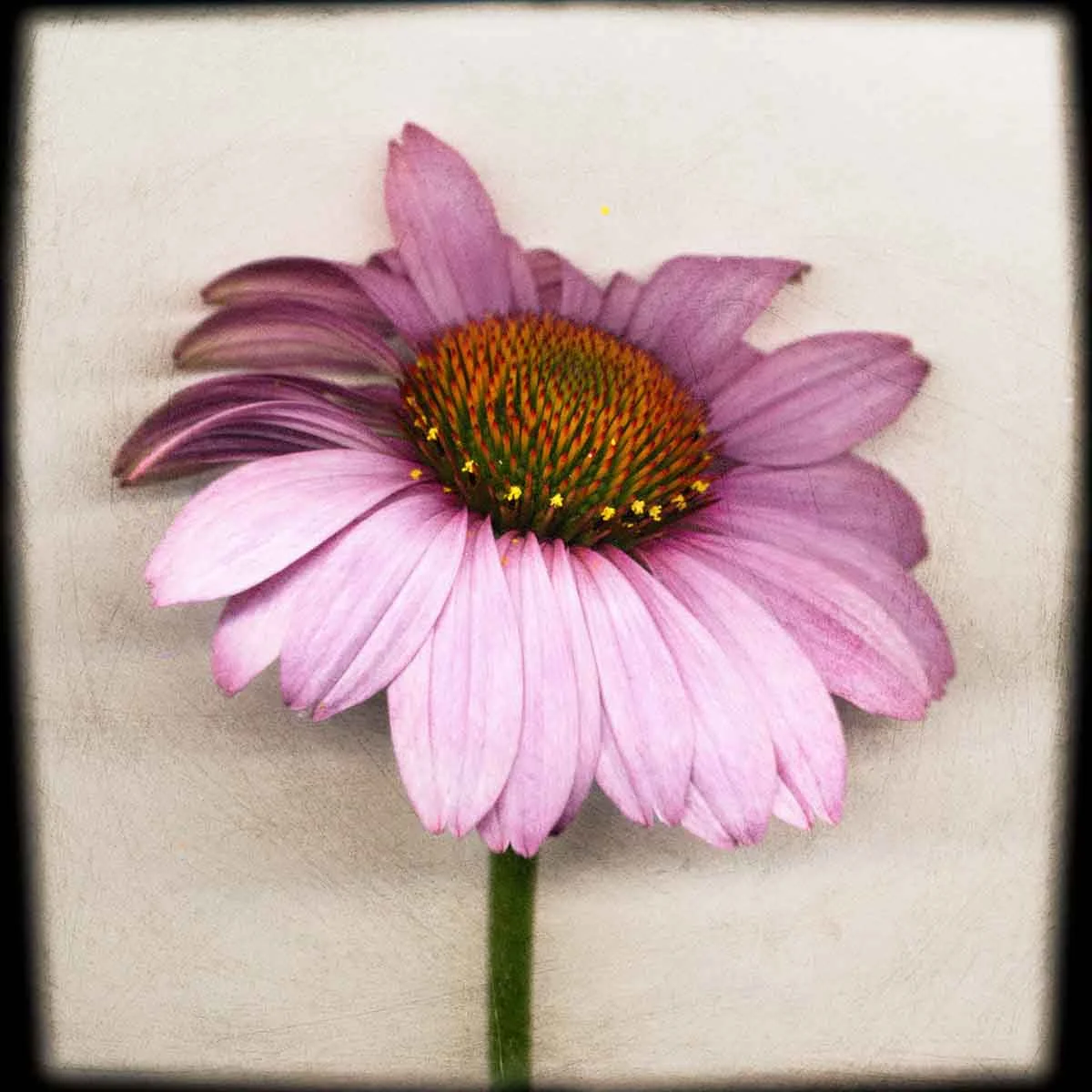 purple-coneflower.jpg