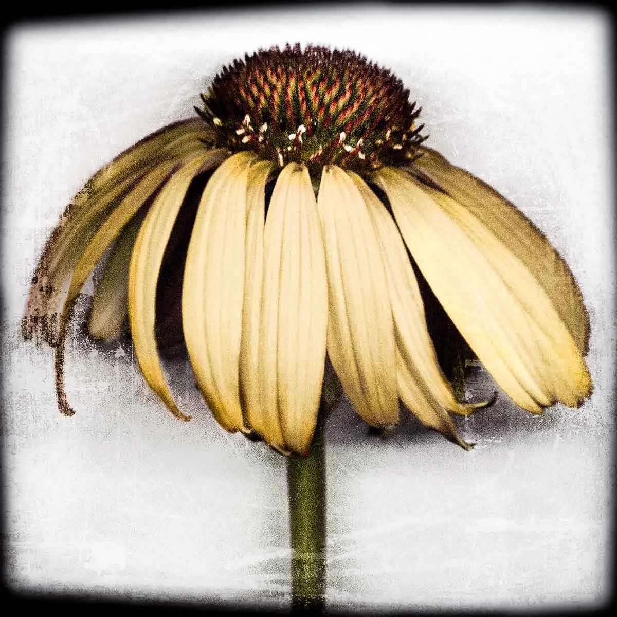 yellow-coneflower.jpg