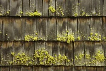 cedar-shake-roof-damp-moss.jpg