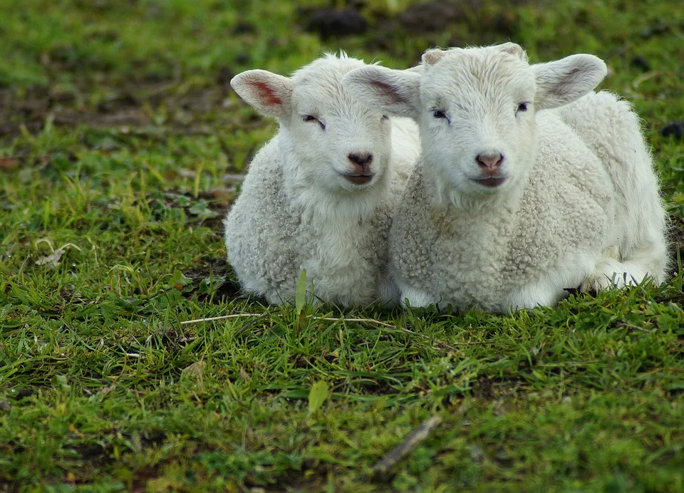 lamb-4129472_960_720.jpg