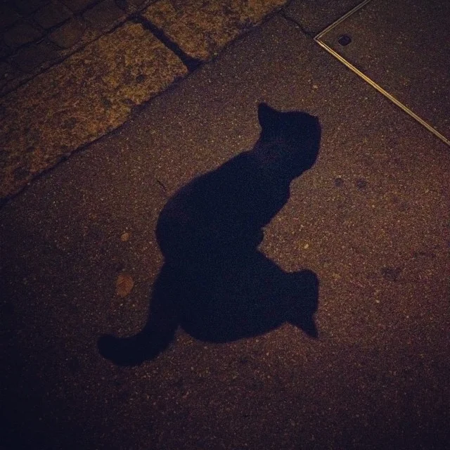 All cats are...