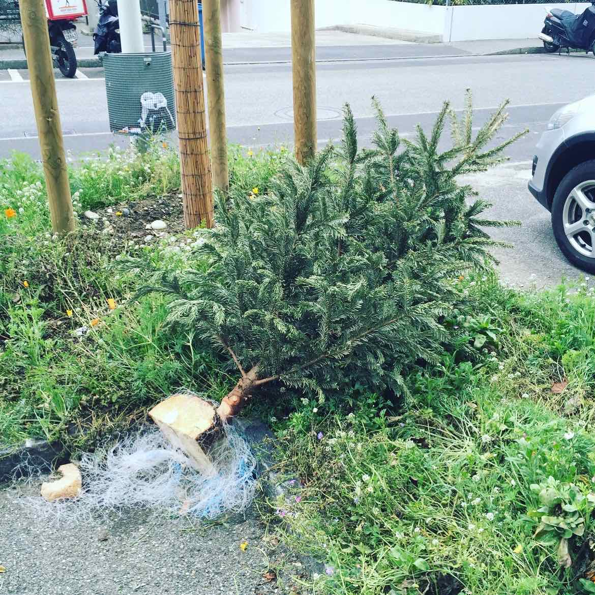 The owner of this xmas tree probably thought it would be nice to leave him close to a nature surrounding. The xmas tree was so sad to be left alone that he hugged the grass desperately to feel less lonely but fainted by asphyxiation.