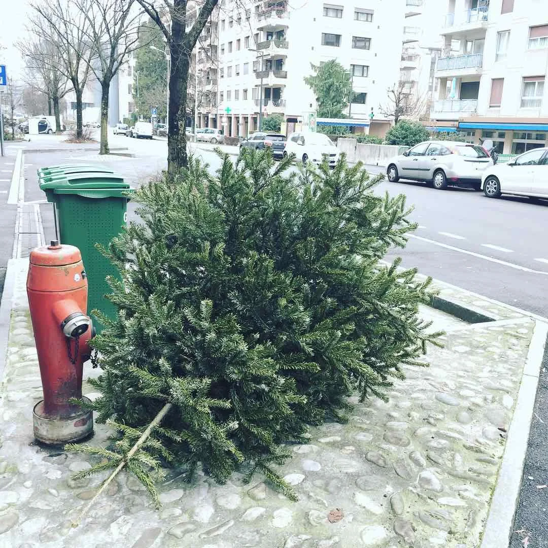 This beauty got dropped pretty quickly. According to the freshness of the branches, the CSI experts agree to say the tree was probably bought just one day before Xmas and abandoned in the street one day after this holy celebration. Worse, it seems that few branches were cut while the tree was still alive and thrown in a trash bin not far from him... 😨
