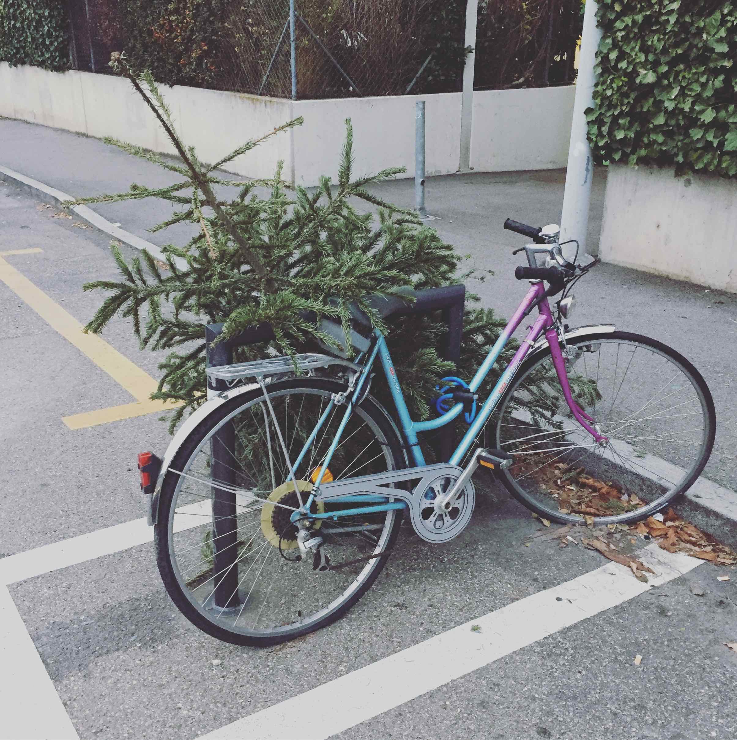 I think this Xmas tree decided to challenge his destiny and escape with a bike! I saw him trying to break the bike lock... Go Tree! Go! 🚲💨