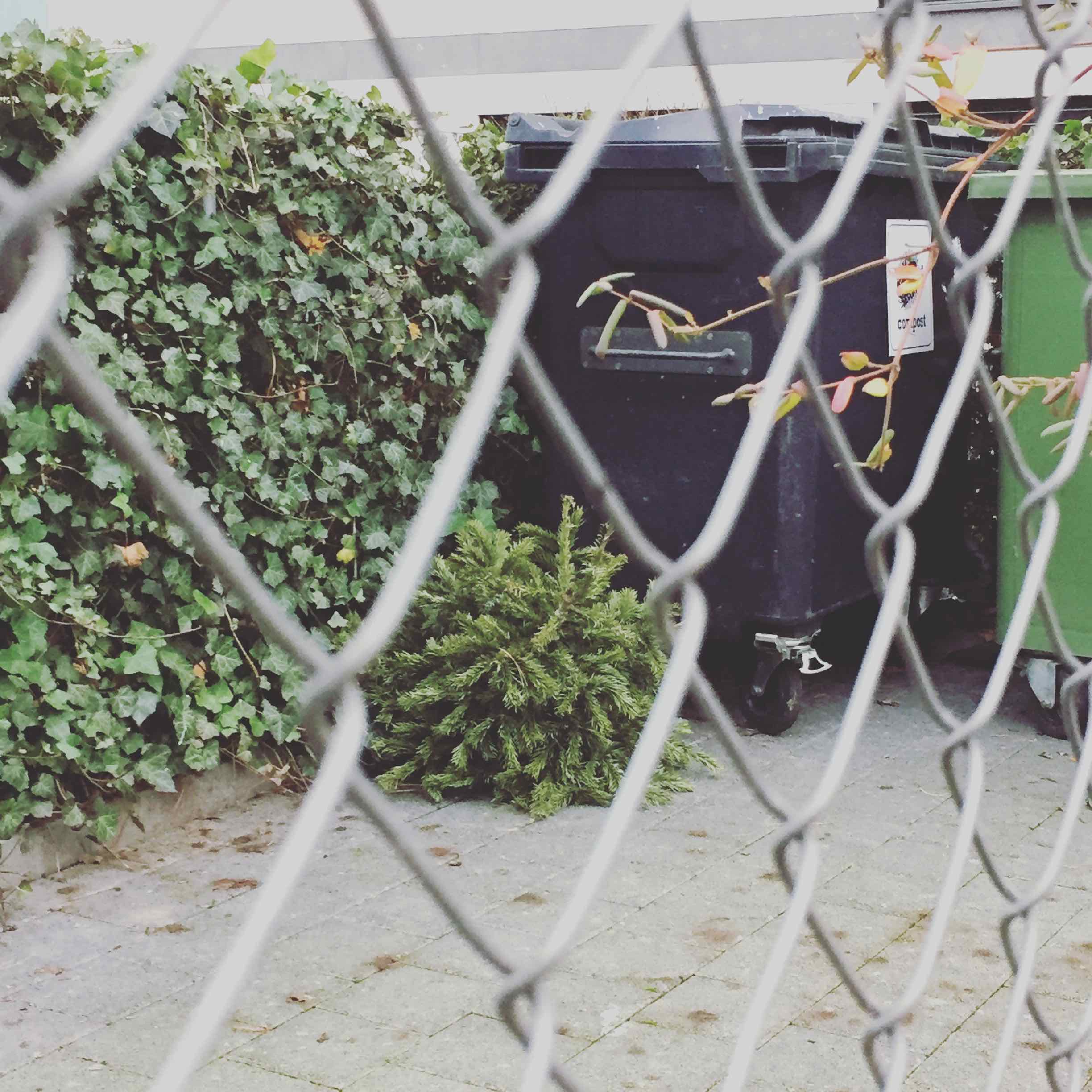 After hearing about Xmas trees that tried to escape, the owners of this one find an idea: lock their beloved tree in a jail... Look at his size! He is just a child! Unbelievable!