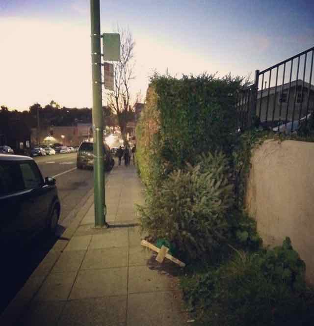 Someone tried to hide the body of his Xmas tree by pushing it inside a bush from the street, so that no one could see the crime... green on green... it almost worked.