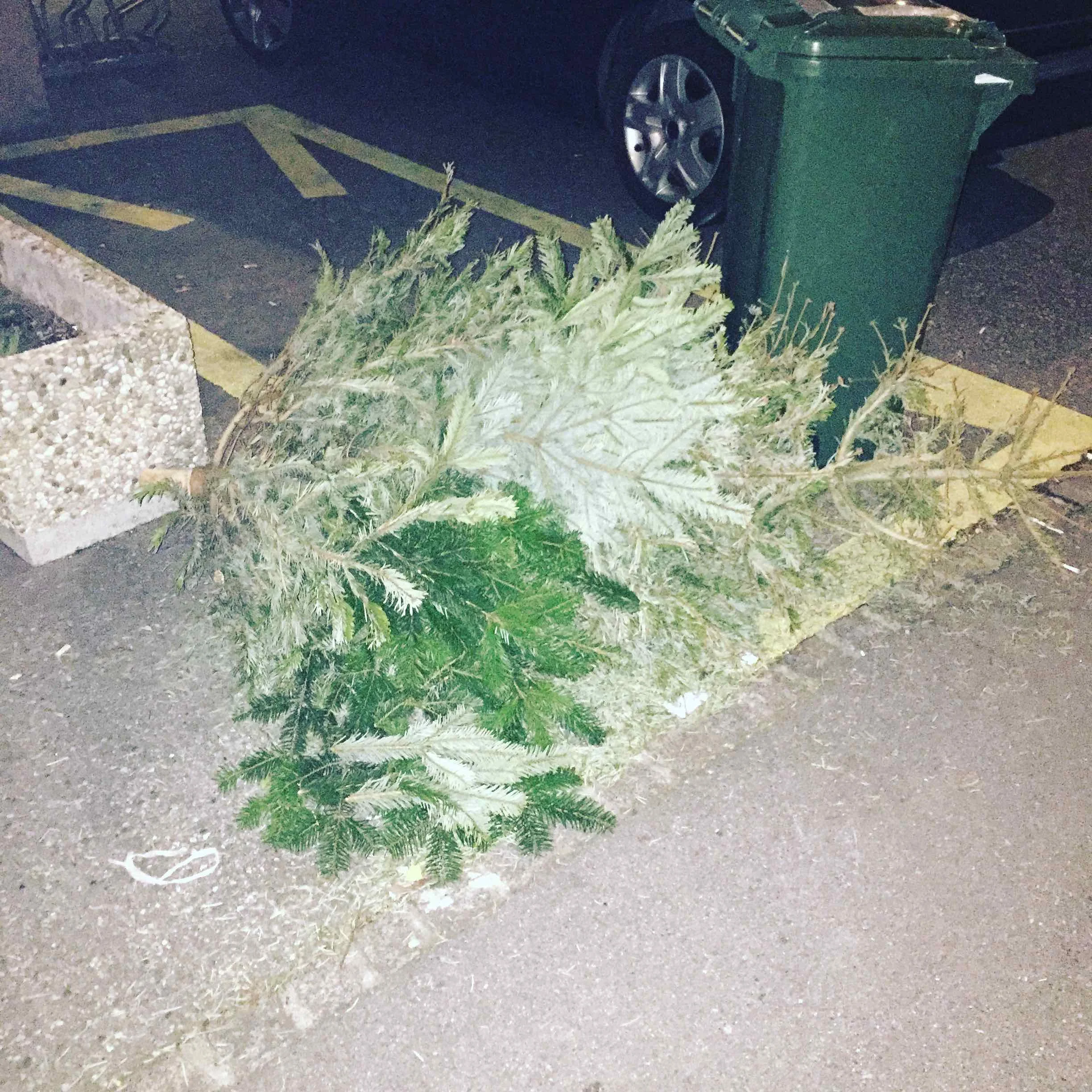 This one looks smashed. Look at the branches: some are like dislocated, looking to the wrong direction. The kids’ owners have probably played trampoline on his poor body...
