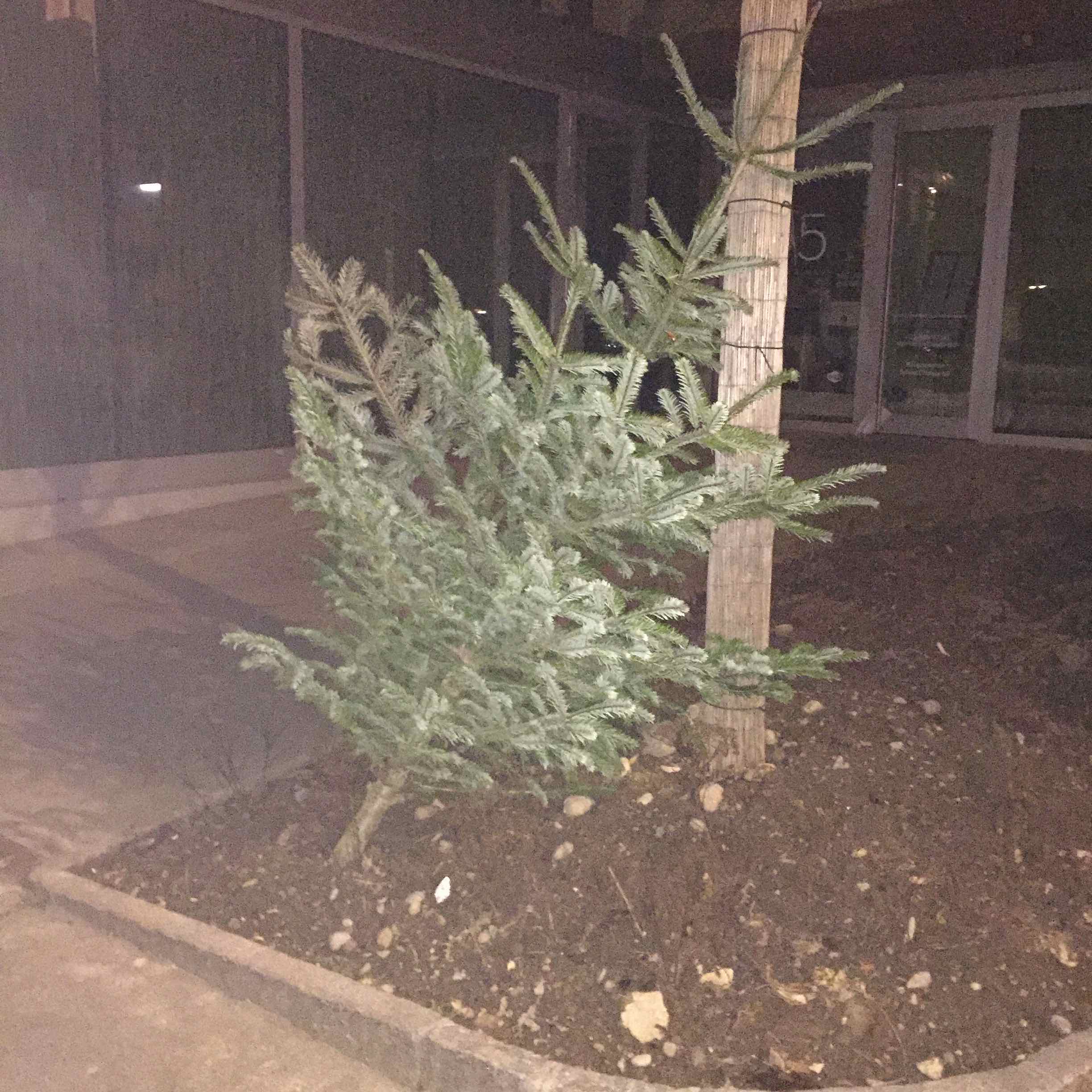 Is it me or is this one looking exhausted after a long run and is leaning against a tree to find his breath? He was probably trying to escape his destiny...