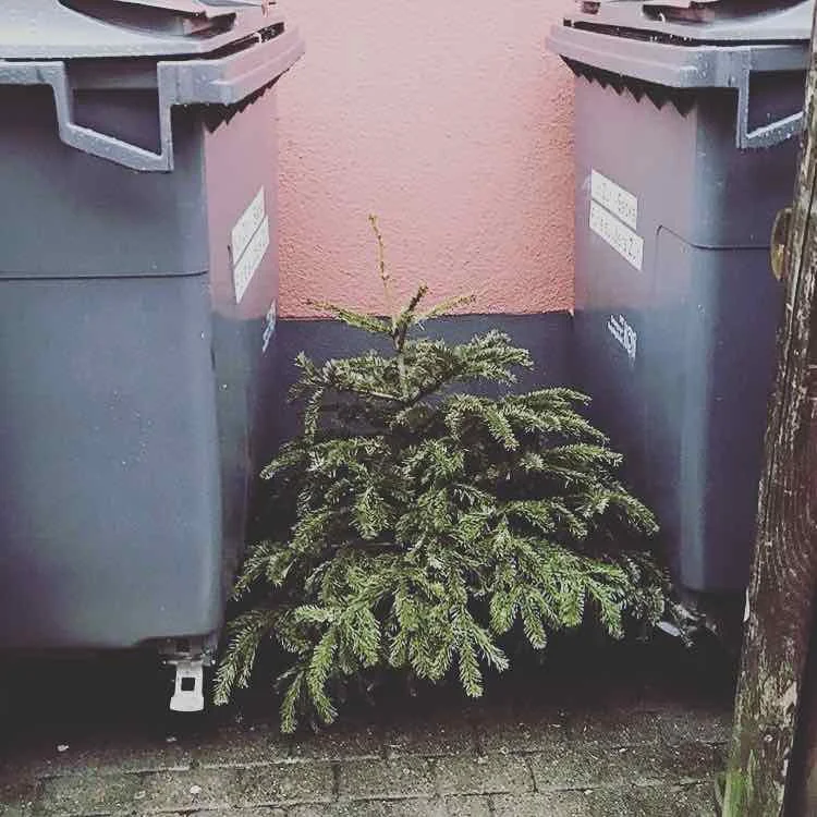 This is torture: like in one of these epic movies where the hero is stuck between walls, the Xmas Tree is blocked between these 2 containers. And the worse is coming: both containers are slowly moving towards each other, crushing everything on their path. Will the Xmas Tree find a way to escape before getting smashed? I hope @cattiself , who made the picture, had the time to save him from a certain death... did you @cattiself ?did you? 😨