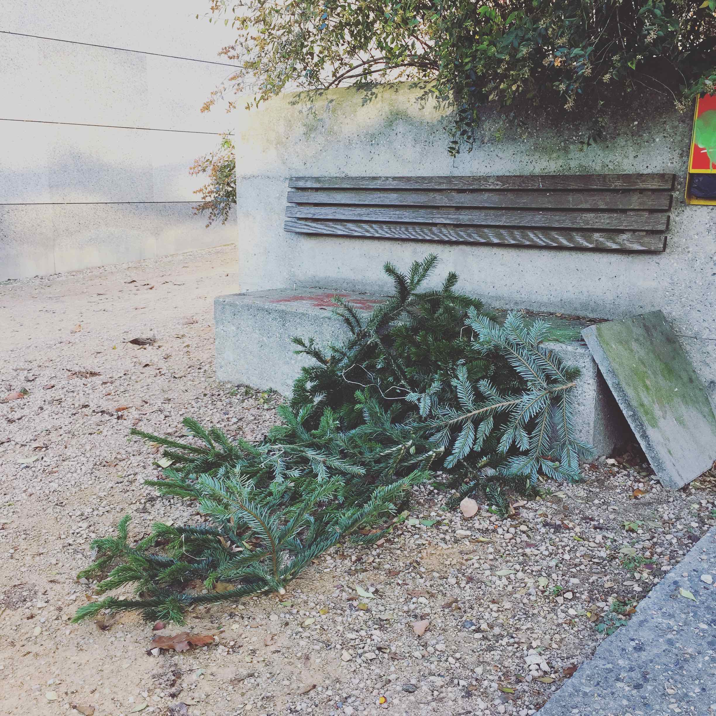 This is a real bloodbath! The Xmas Tree has been dismantled. Body pieces strew on the floor. The trunk hasn’t been found yet. I’m worried kids from the neighborhood will find it on a day of spring, completely rotten, insects growling around in a putrid air. 🕷🦗🐜