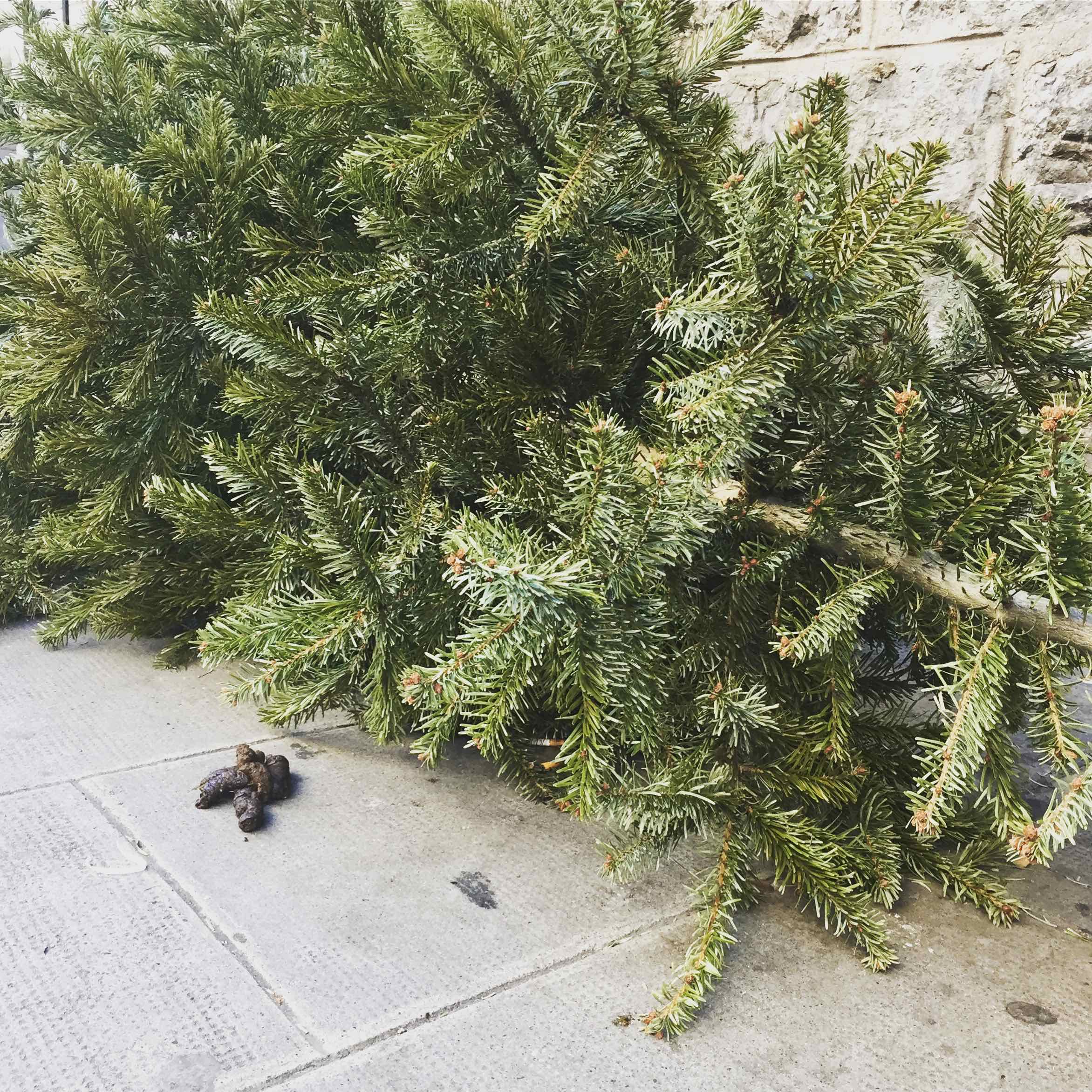 💩 If even the dogs start to show disrespect to the trees... Unless it’s human...?🧐