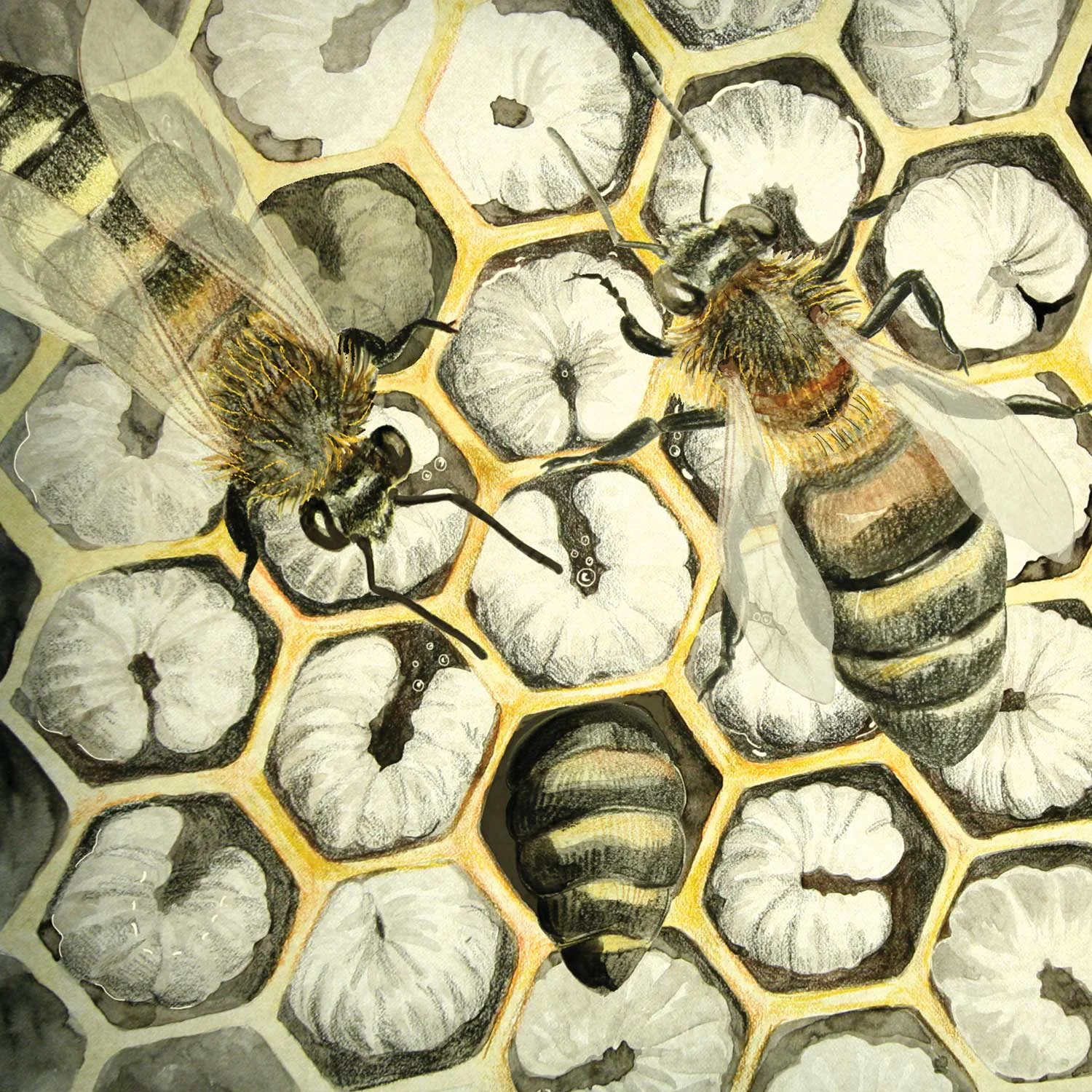 beelarvae-web.jpg