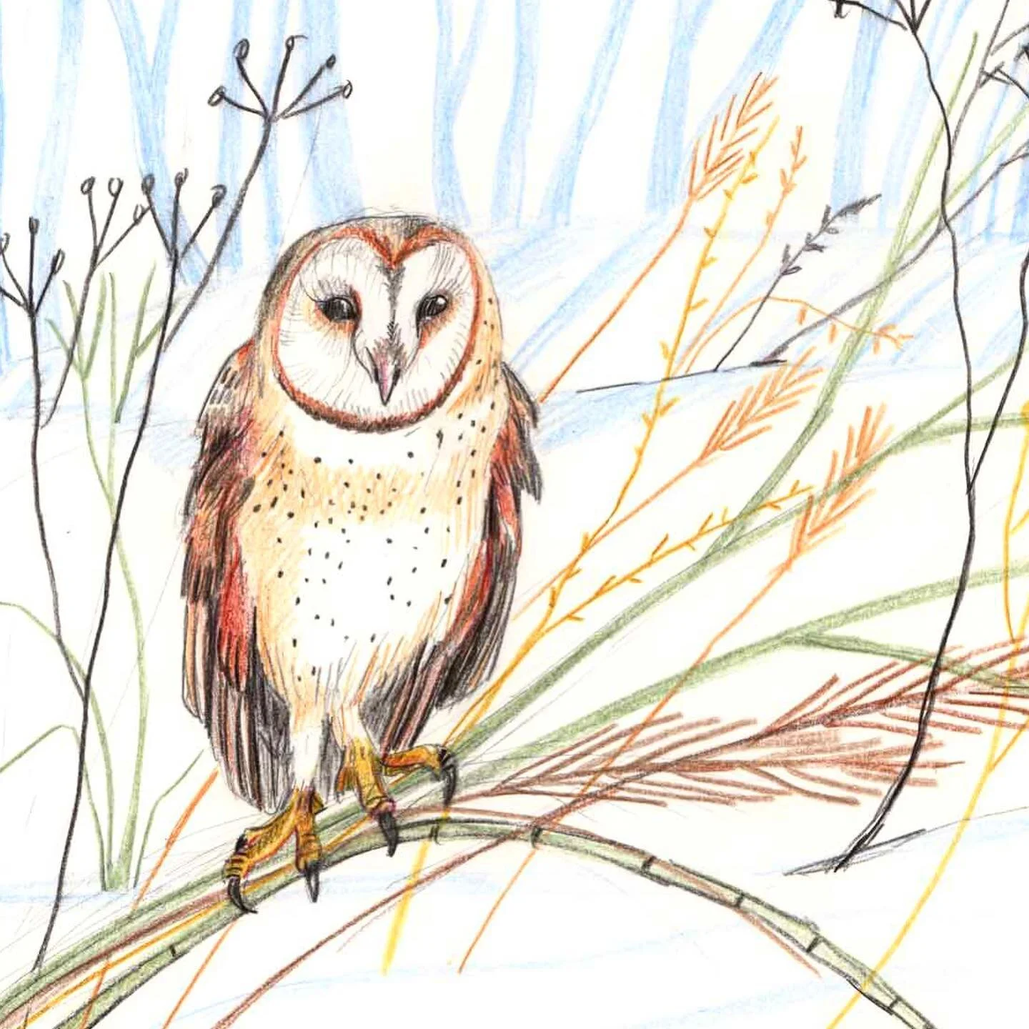 A barn owl (Tyto alba) drawing today. They have got lovely heart shaped faces but make a harrowing shrieking noise which is why they&rsquo;re also called &lsquo;demon owls&rsquo; in some areas in the UK. Winter is the best time to see them as they&rs