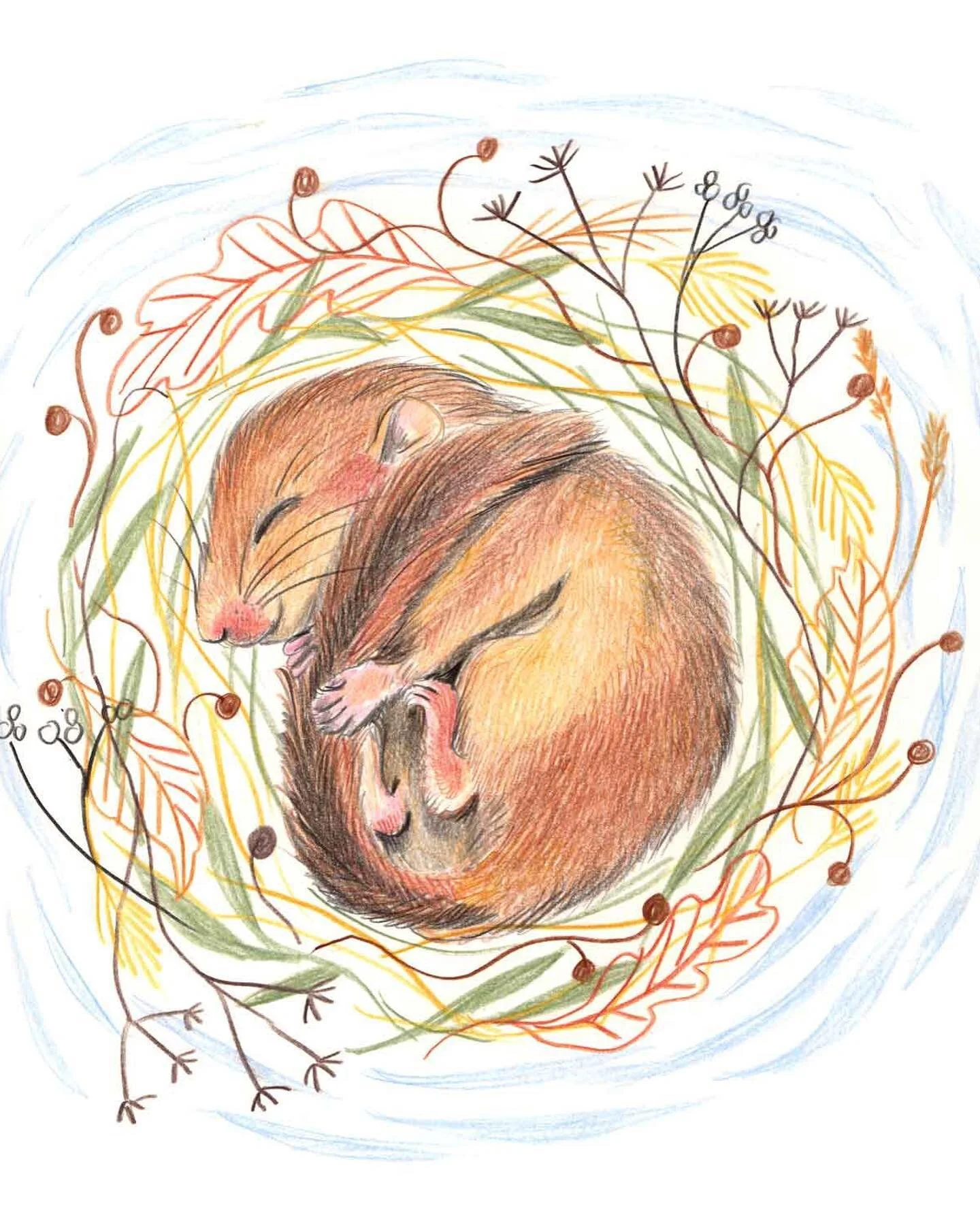 A dormouse drawing today. They will be deep in hibernation now until May in nests built close to the ground. To build them they shred honeysuckle bark and weave it into a ball with leaves surrounding it. I wonder what they dream about.  I hope you&rs