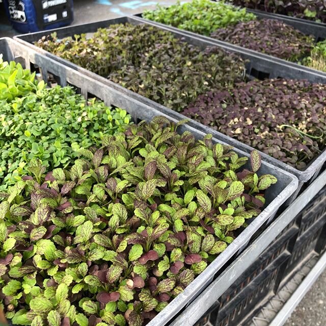 Pizza Friday! This week we&rsquo;re topping our pizza with Micro Greens from Hope Cress Farms 🍕🌱 We love the spicy mix (ask Greg) or an herby blend of fresh flavor! What will you choose?? #pizzafriday #musttry #microgreens #foodfarmsfriends
