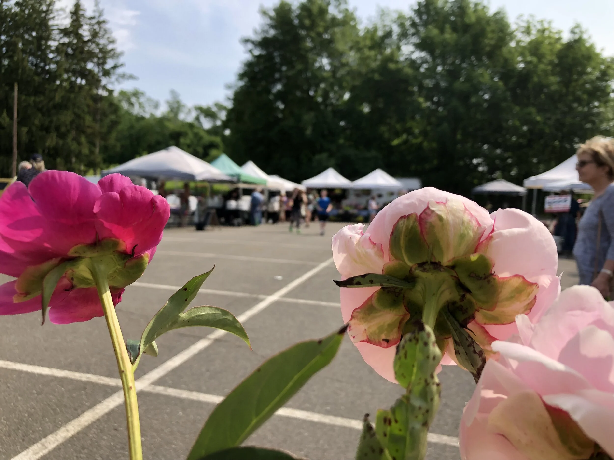 Mark Your Calendar! Farmers Market is Back!