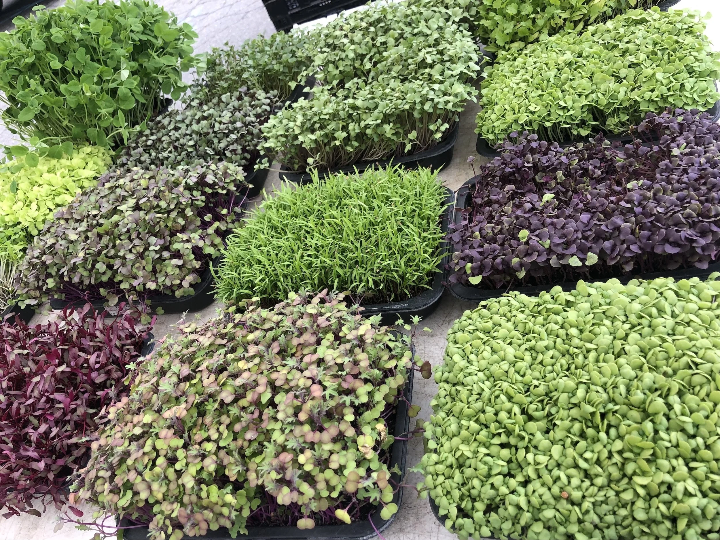 All about Microgreens