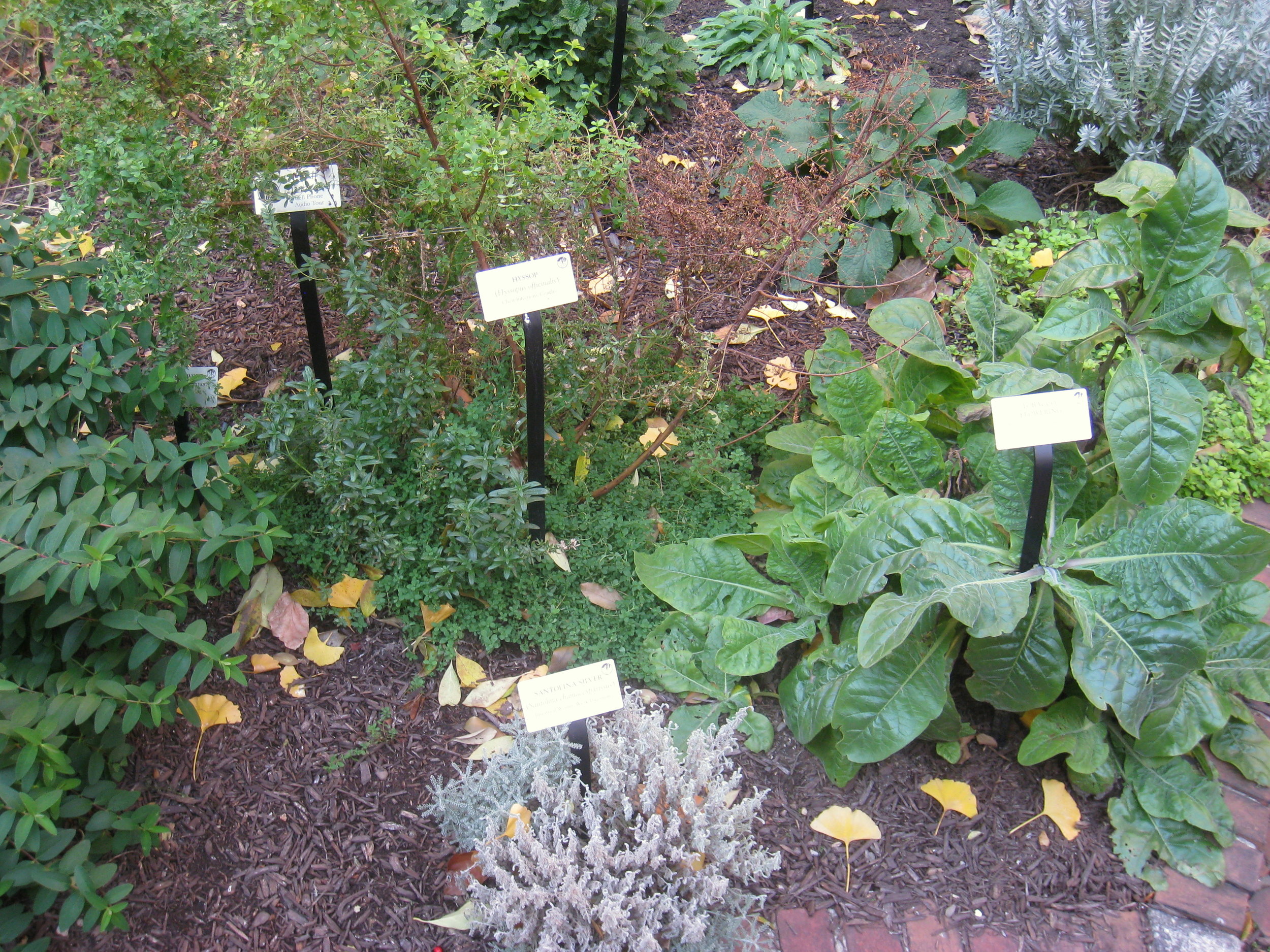 Native Medicinal Garden