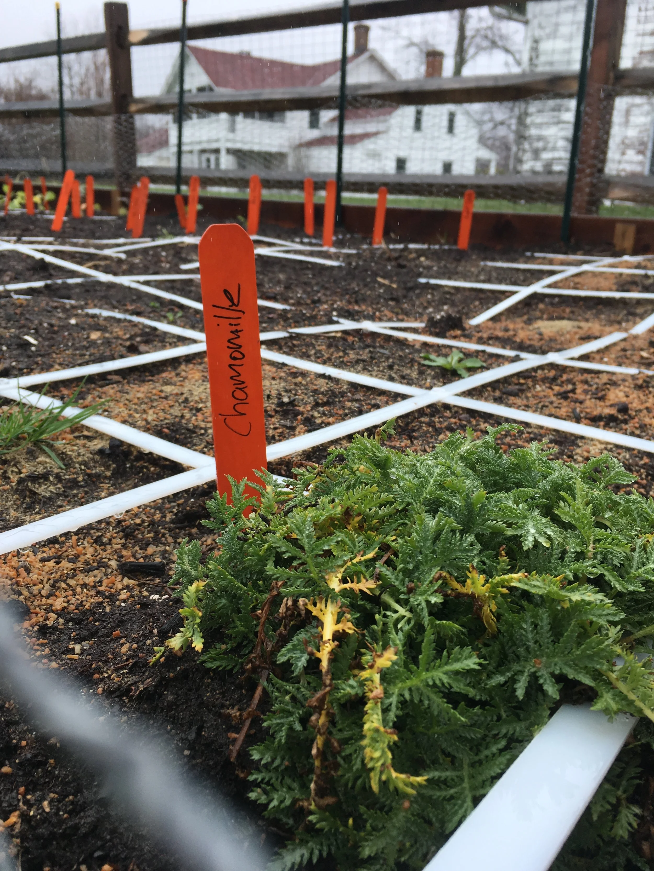 Culinary Herb Pilot program at the Wallisch Homestead