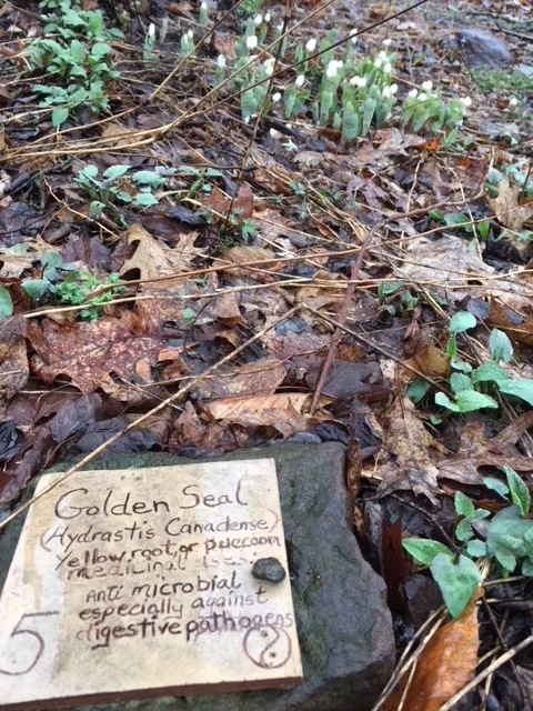 Garden and Learn at Native &amp; Medicinal Plant Garden