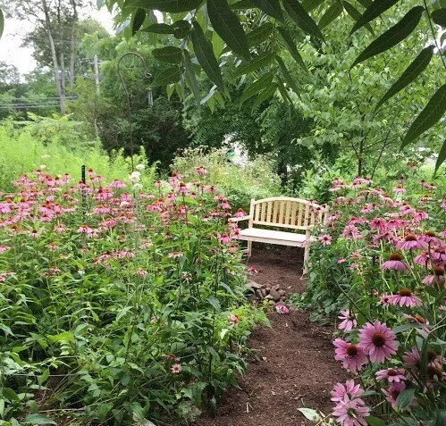 Learn and Tend Day at the Native Medicinal Garden