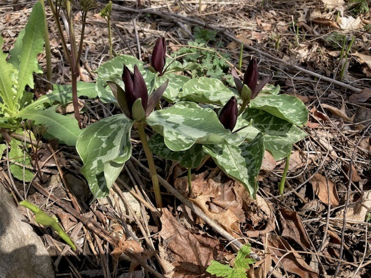 Native Medicinal Garden News &amp; Updates
