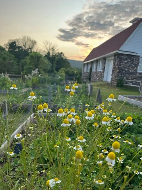 Tips from the Garden: Pest Control for Organic Gardening