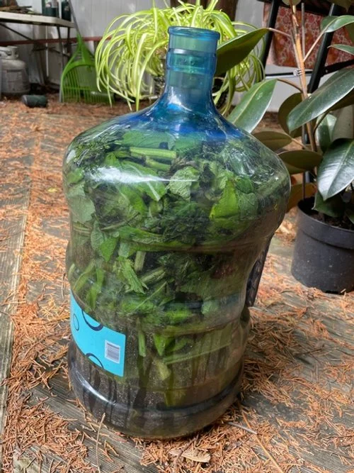 HERBAL SPOTLIGHT  Jessica's Comfrey Tea Recipe 