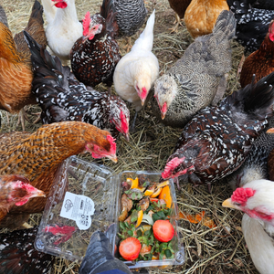 🐓Feed the Chickens, Not the Trash🐓