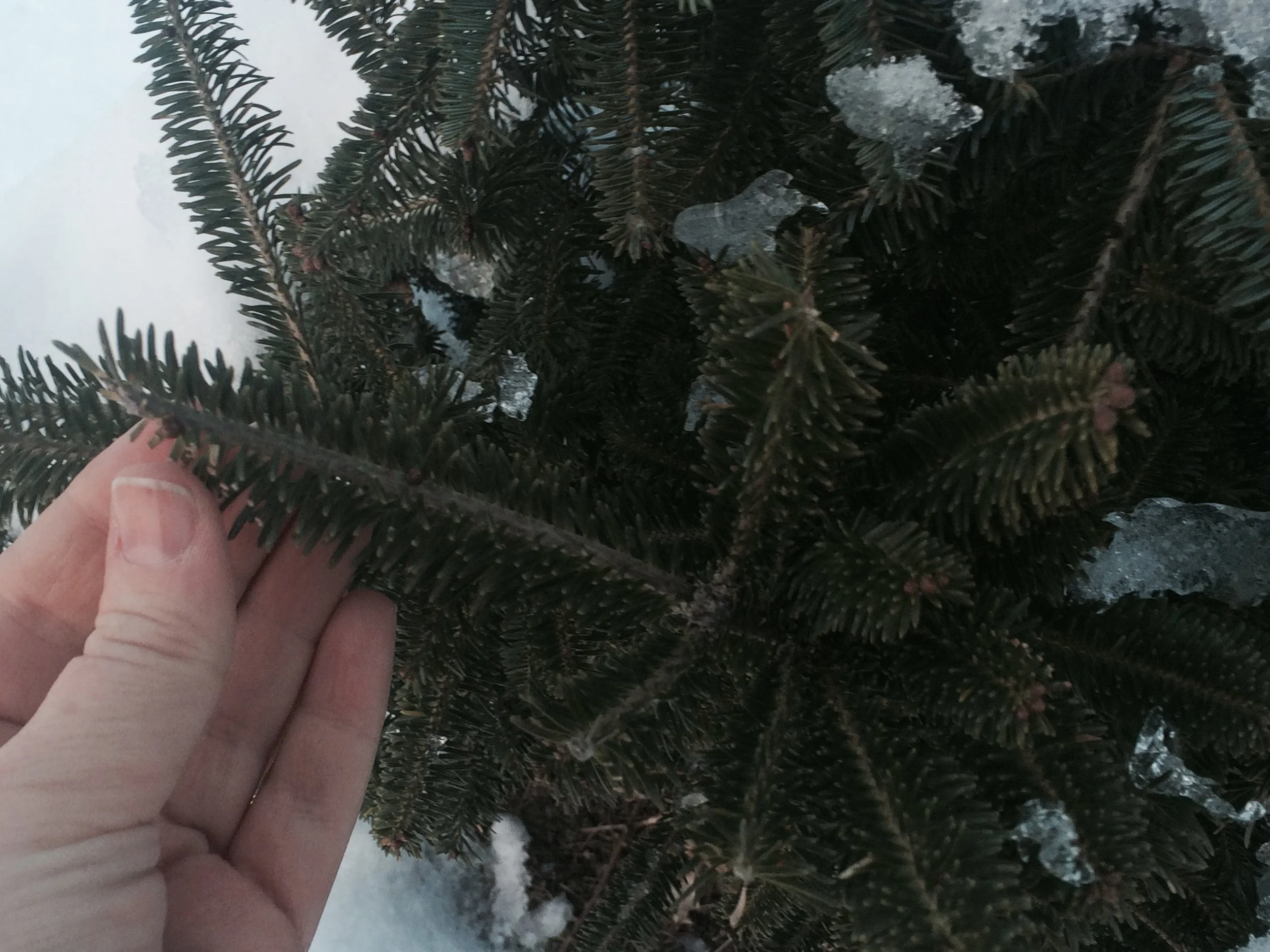 Our Trees — Allen Tree Farm