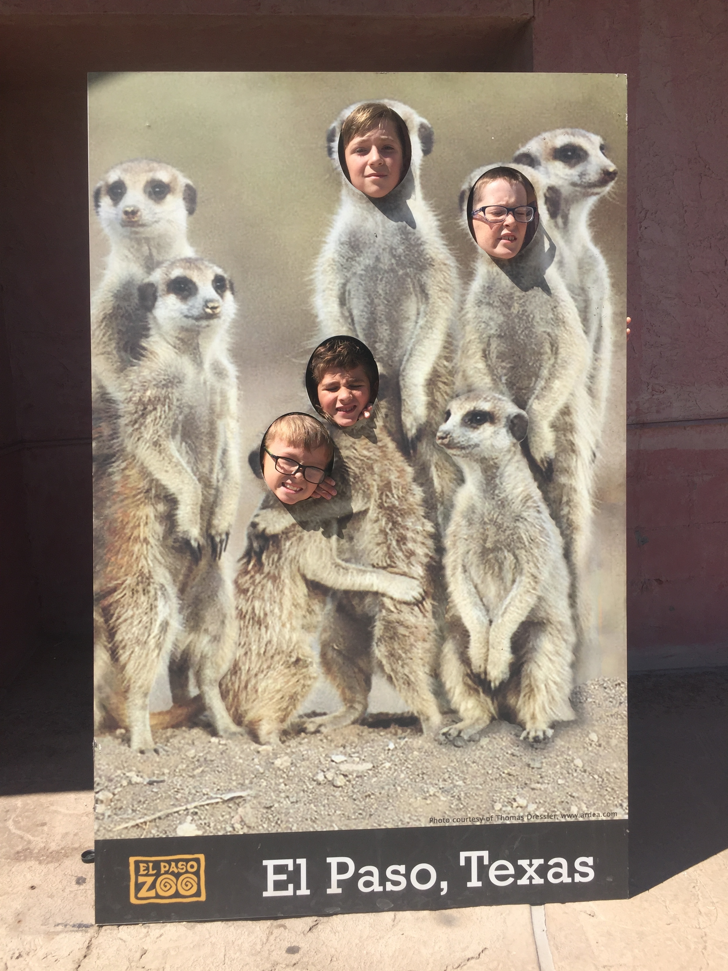 Look at these cute meerkats we found!