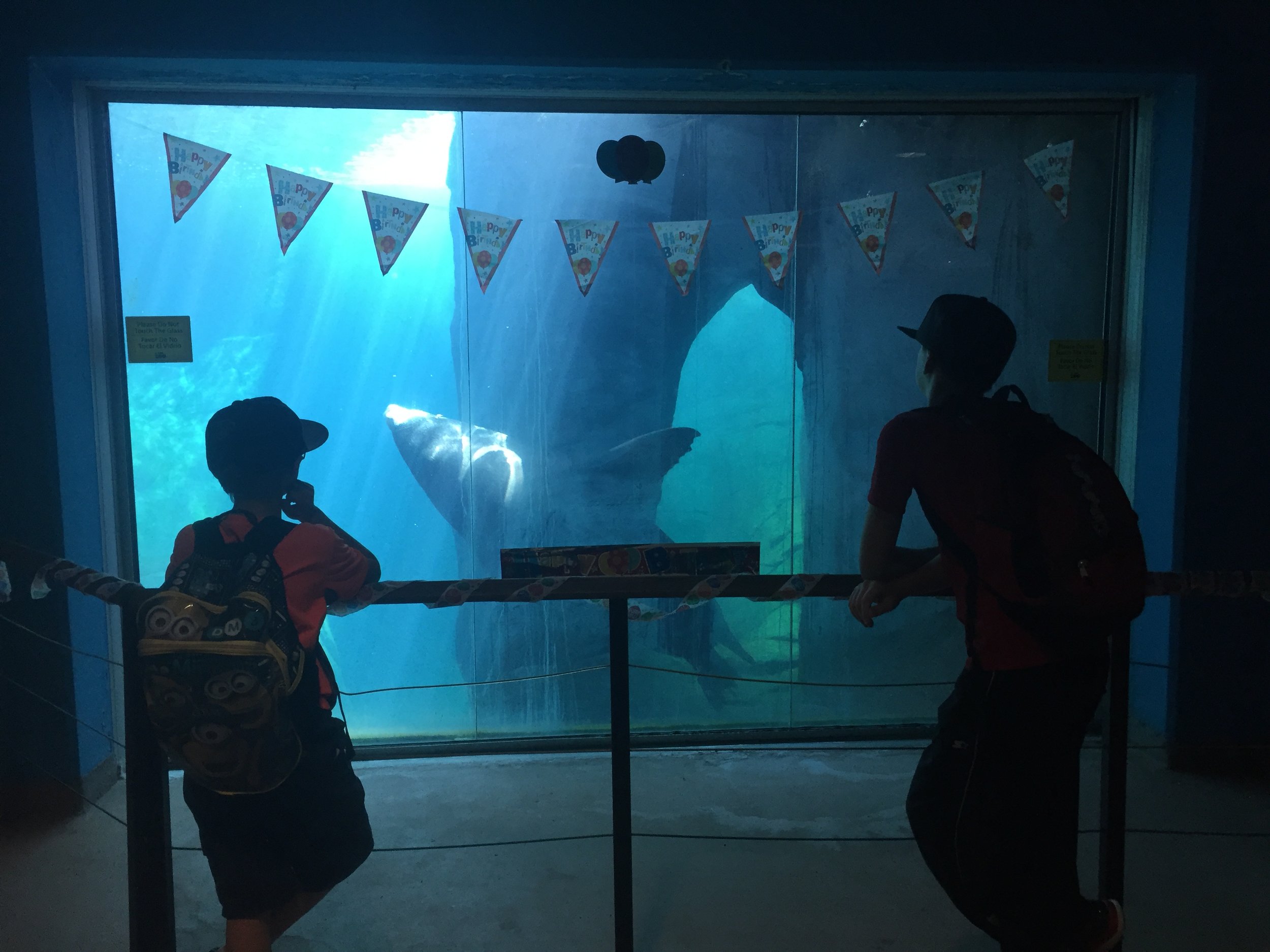 It was this sea lion's birthday. :)