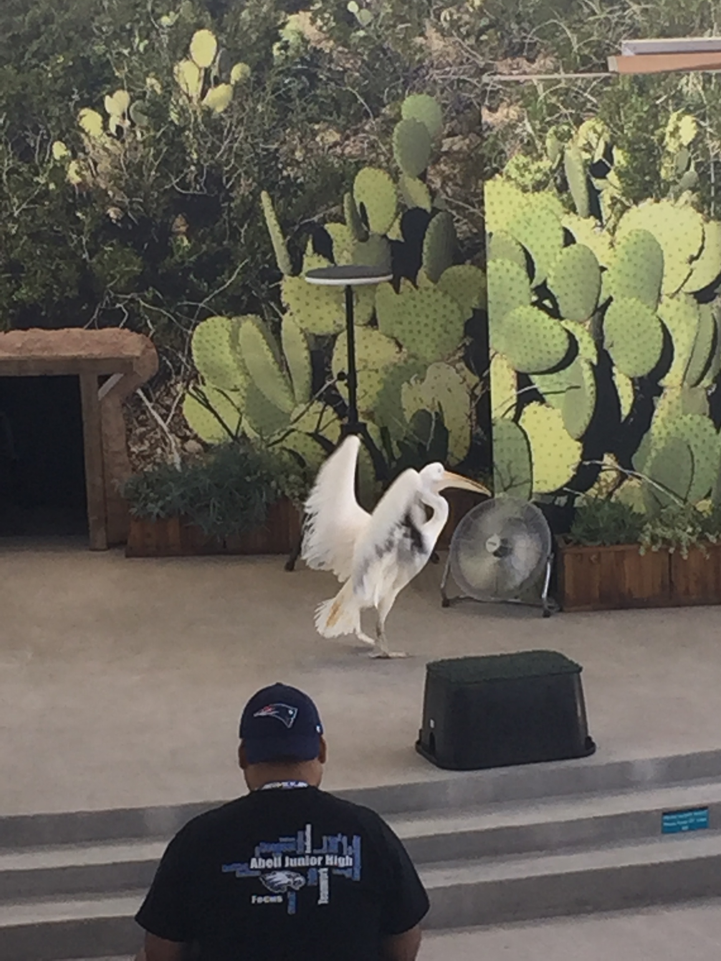 This pelican wanted to play in the fan and not participate in the bird show. Ha ha!