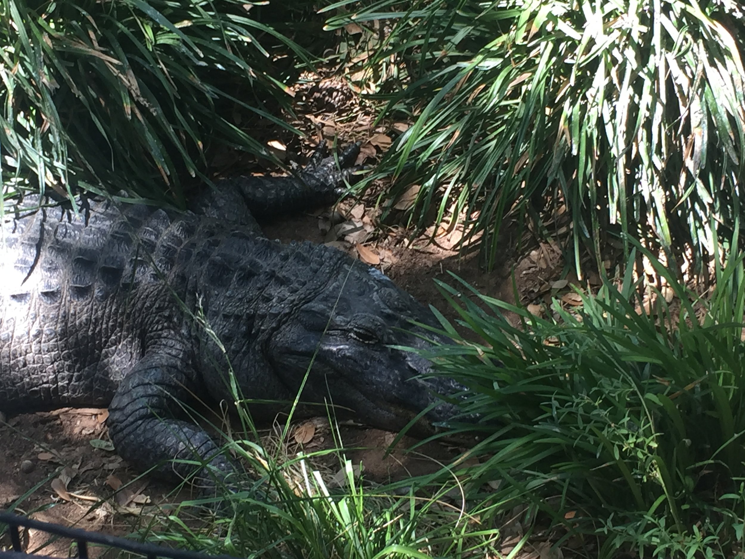 Alligators!