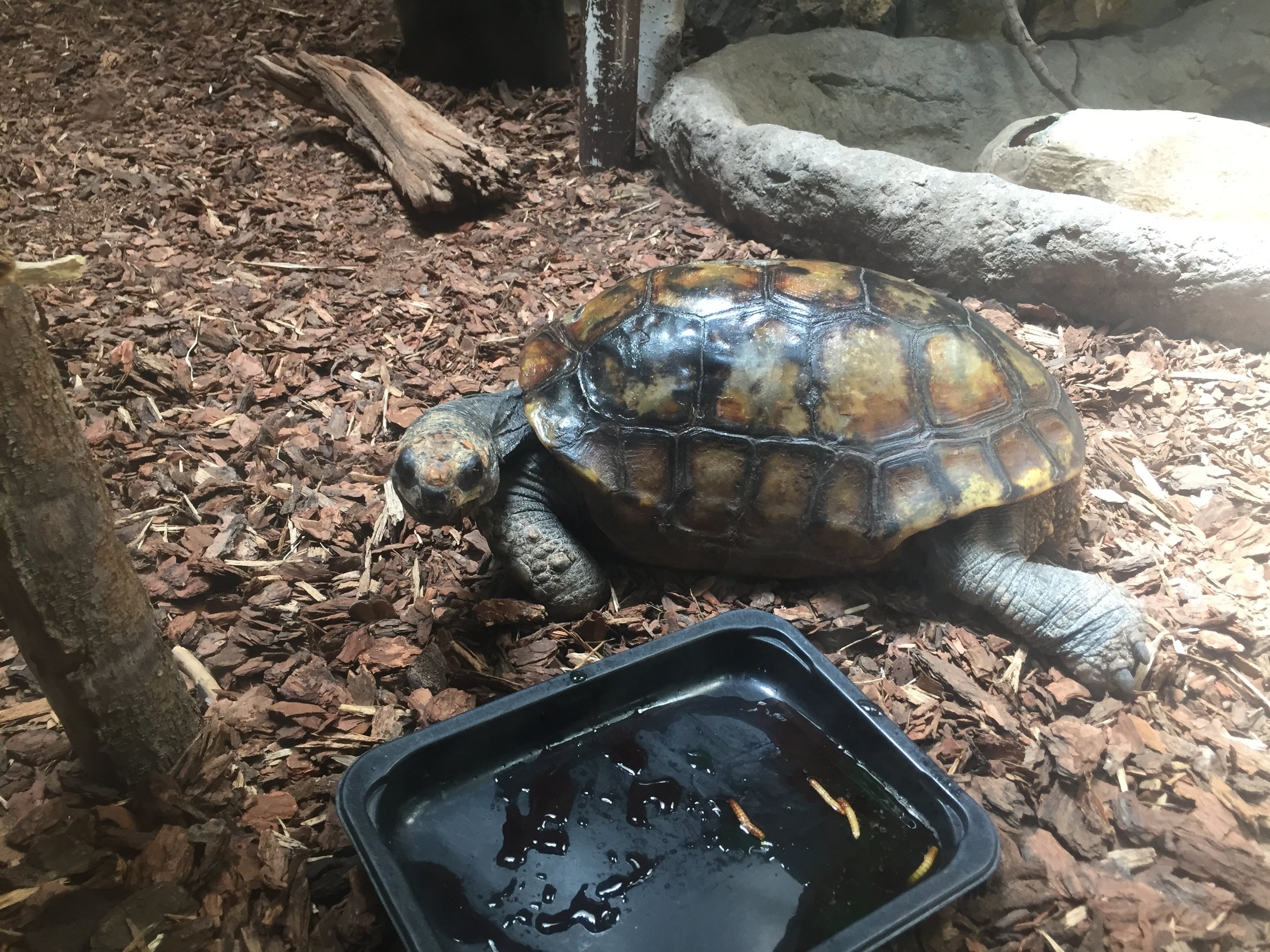 Turtle