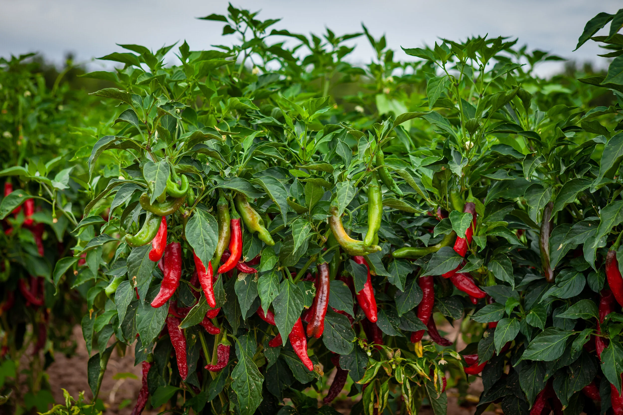 Peppers - Grown The Way Nature Intended