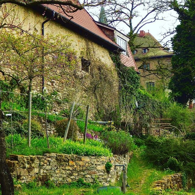 Was ist eigentlich ein Burgvogt? Unter anderem darüber und über den Garten der Burg sprach GartenKunstGenussTV beim Besuch auf Burg Brandenstein mit Uwe Kretschmann. +++
Link zur Sendung am Sonntag 31. Mai um 15 Uhr in der Bio! +++
#mainkinzigkreis