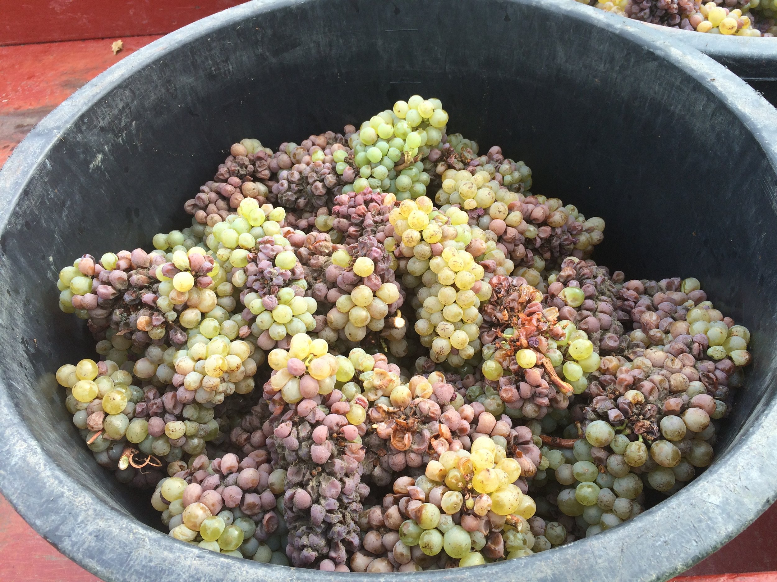 Savennieres chenin blanc grapes.jpg