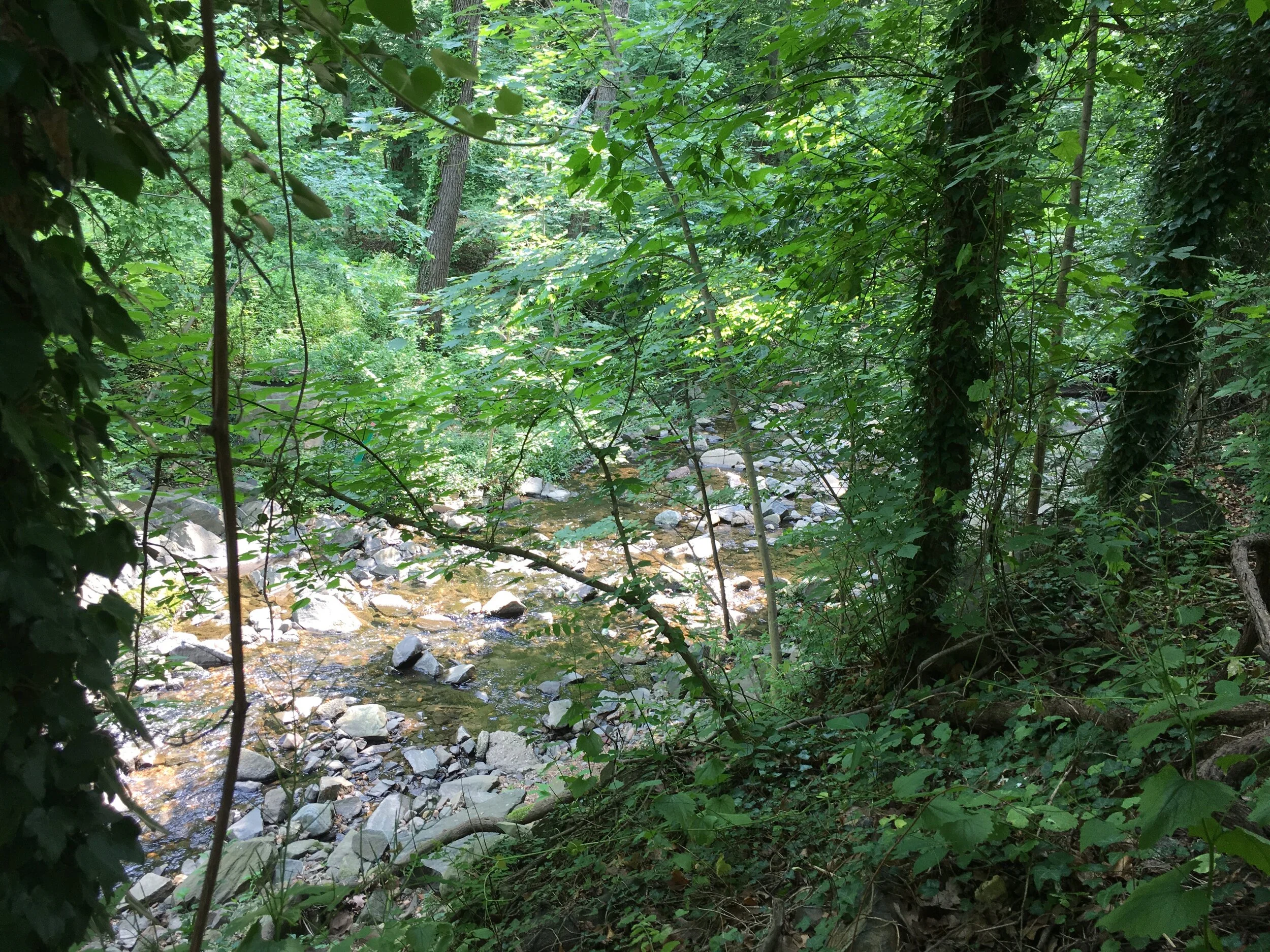 IMG_5796.jpeg