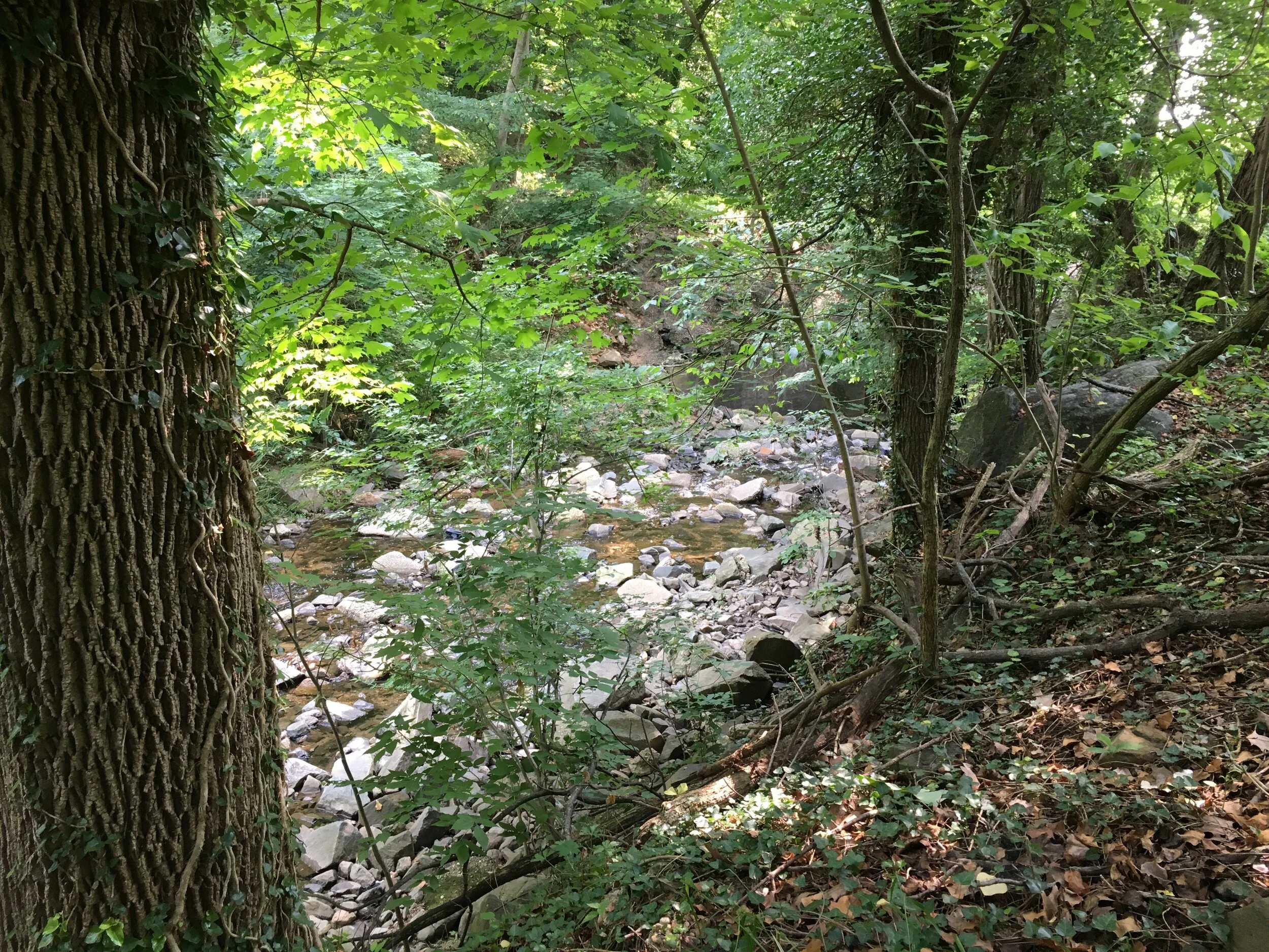 IMG_5797.jpeg