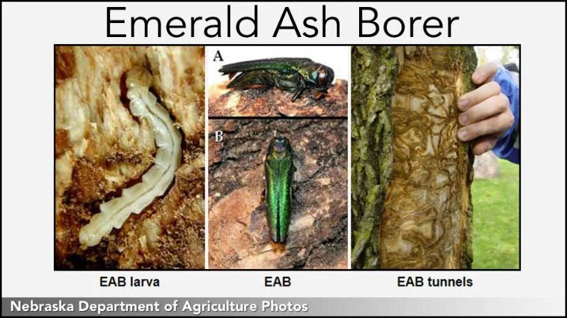 emerald+ash+borer.jpg