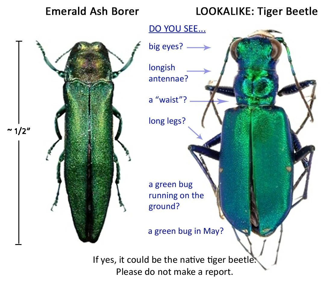 EABvstigerbeetle02.jpg